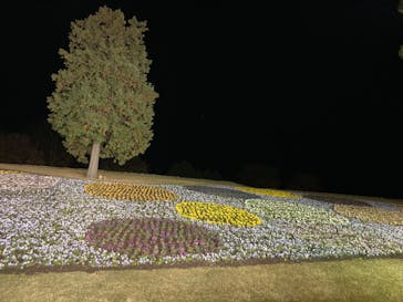 とっとり花回廊に投稿された画像（2022/11/28）