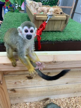 しろとり動物園に投稿された画像（2022/11/28）