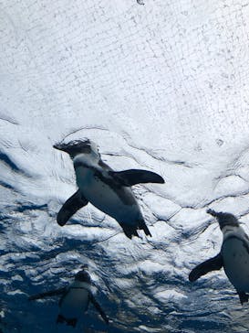 サンシャイン水族館に投稿された画像（2022/11/28）