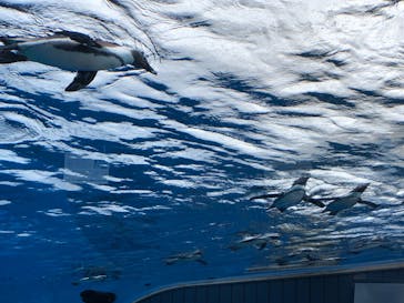 サンシャイン水族館に投稿された画像（2022/11/28）