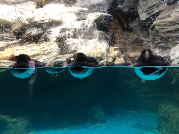 アクアワールド茨城県大洗水族館に投稿された画像（2022/11/28）