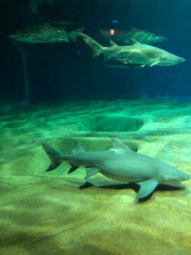 アクアワールド茨城県大洗水族館に投稿された画像（2022/11/28）