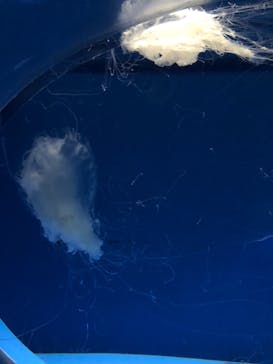 アクアワールド茨城県大洗水族館に投稿された画像（2022/11/28）