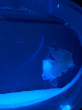 アクアワールド茨城県大洗水族館に投稿された画像（2022/11/28）