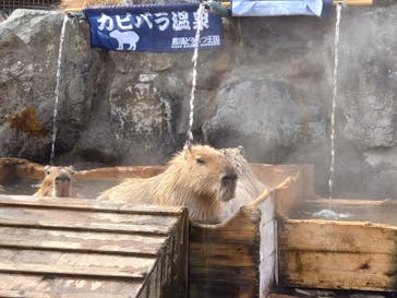 那須どうぶつ王国に投稿された画像（2022/11/28）