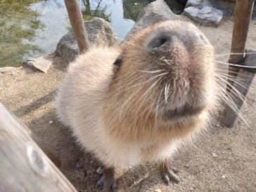 那須どうぶつ王国に投稿された画像（2022/11/28）