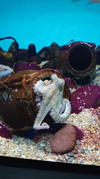 大分マリーンパレス水族館 「うみたまご」に投稿された画像（2022/11/28）