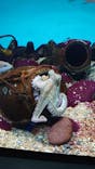 大分マリーンパレス水族館 「うみたまご」に投稿された画像（2022/11/28）