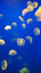 大分マリーンパレス水族館 「うみたまご」に投稿された画像（2022/11/28）