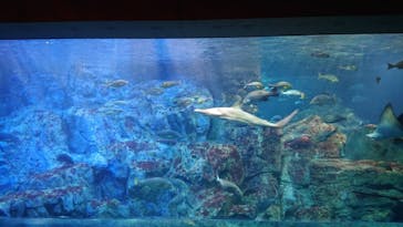 大分マリーンパレス水族館 「うみたまご」に投稿された画像（2022/11/28）