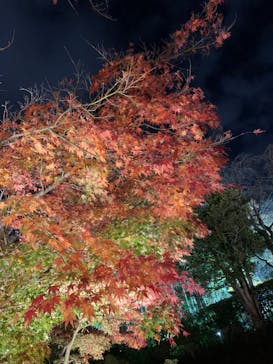 国営昭和記念公園 秋の夜散歩に投稿された画像（2022/11/28）