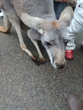 神戸どうぶつ王国に投稿された画像（2022/11/28）