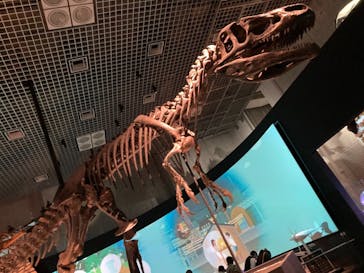 国立科学博物館に投稿された画像（2022/11/28）