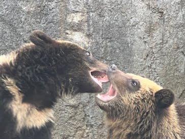 のぼりべつクマ牧場に投稿された画像（2022/11/28）