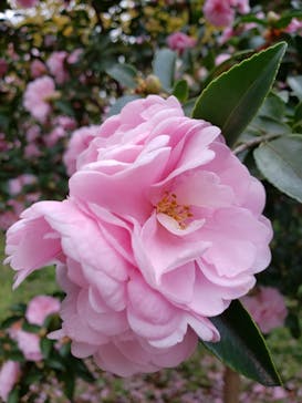 三溪園に投稿された画像（2022/11/28）