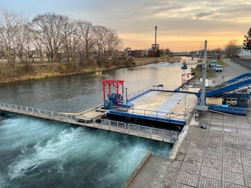 サケのふるさと 千歳水族館に投稿された画像（2022/11/29）