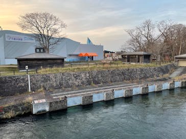 サケのふるさと 千歳水族館に投稿された画像（2022/11/29）
