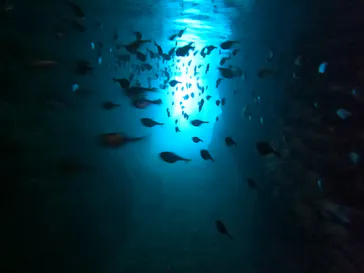 武藤潜水に投稿された画像（2022/11/29）