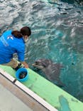 しながわ水族館に投稿された画像（2022/11/29）