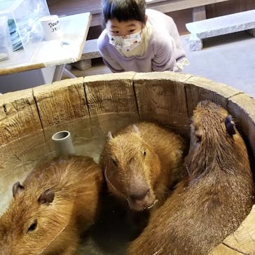 おさるランド＆アニタウン　日光さる軍団劇場に投稿された画像（2022/11/29）