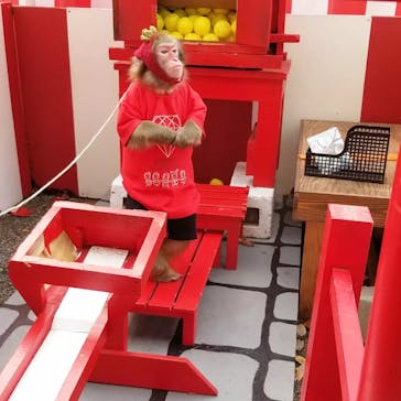 おさるランド＆アニタウン　日光さる軍団劇場に投稿された画像（2022/11/29）