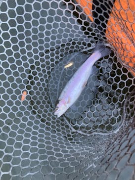 大安トラウトレイクに投稿された画像（2022/11/29）