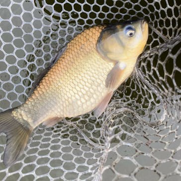 大安トラウトレイクに投稿された画像（2022/11/29）