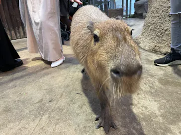 神戸どうぶつ王国に投稿された画像（2022/11/29）