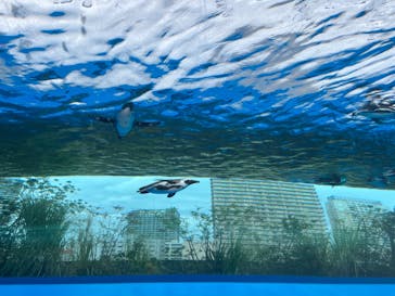 サンシャイン水族館に投稿された画像（2022/11/29）
