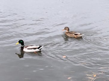 三溪園に投稿された画像（2022/11/29）