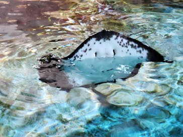 登別マリンパークニクスに投稿された画像（2022/11/29）