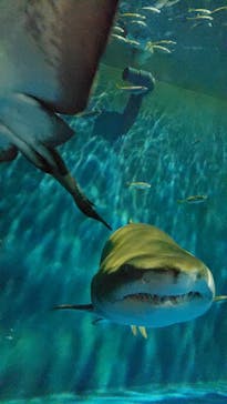 登別マリンパークニクスに投稿された画像（2022/11/29）