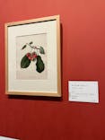 おいしいボタニカル・アート　食を彩る植物のものがたり(SOMPO美術館)に投稿された画像（2022/11/30）
