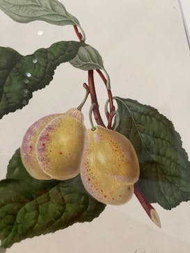 おいしいボタニカル・アート　食を彩る植物のものがたり(SOMPO美術館)に投稿された画像（2022/11/30）