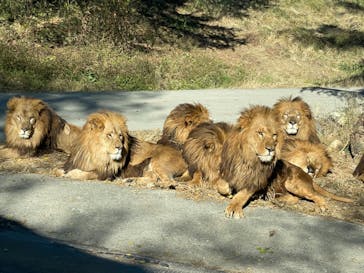 群馬サファリパークに投稿された画像（2022/11/30）