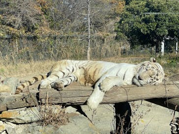 群馬サファリパークに投稿された画像（2022/11/30）