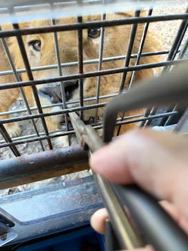 群馬サファリパークに投稿された画像（2022/11/30）