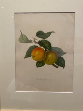 おいしいボタニカル・アート　食を彩る植物のものがたり(SOMPO美術館)に投稿された画像（2022/11/30）