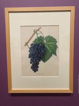 おいしいボタニカル・アート　食を彩る植物のものがたり(SOMPO美術館)に投稿された画像（2022/11/30）