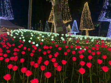 美らヤシパークオキナワ・東南植物楽園に投稿された画像（2022/11/30）