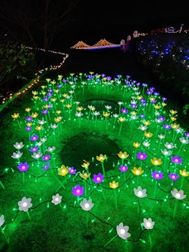 はままつフラワーパークに投稿された画像（2022/11/30）