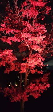 NAKED FLOWERS 2022 秋 世界遺産・二条城に投稿された画像（2022/11/30）