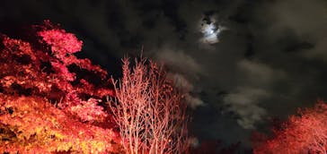 NAKED FLOWERS 2022 秋 世界遺産・二条城に投稿された画像（2022/11/30）