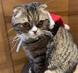 猫カフェモカ　新宿店に投稿された画像（2022/12/1）