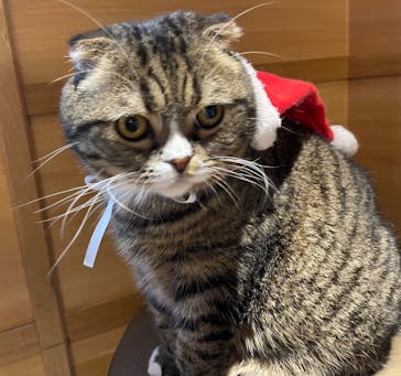 猫カフェモカ　新宿店に投稿された画像（2022/12/1）