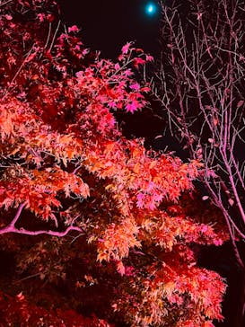 NAKED FLOWERS 2022 秋 世界遺産・二条城に投稿された画像（2022/12/1）