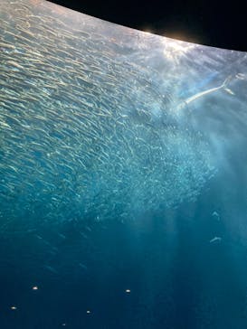 名古屋港水族館に投稿された画像（2022/12/1）
