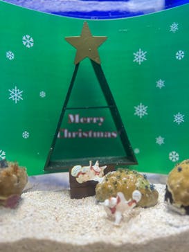 サンシャイン水族館に投稿された画像（2022/12/1）