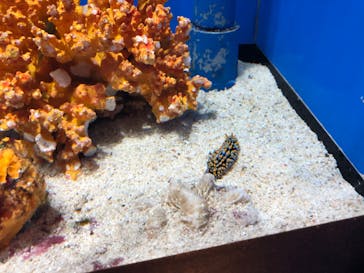 しながわ水族館に投稿された画像（2022/12/1）