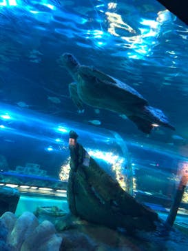 しながわ水族館に投稿された画像（2022/12/1）